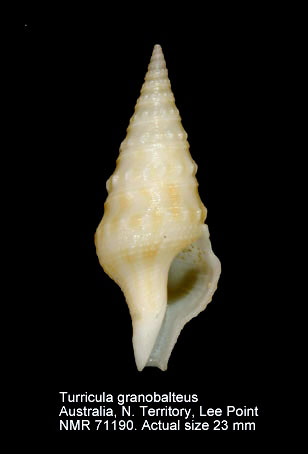 Turricula granobalteus.jpg - Turricula granobalteus(Hedley,1922)